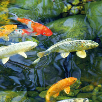 prospekt august bubblenavi s5 412x412